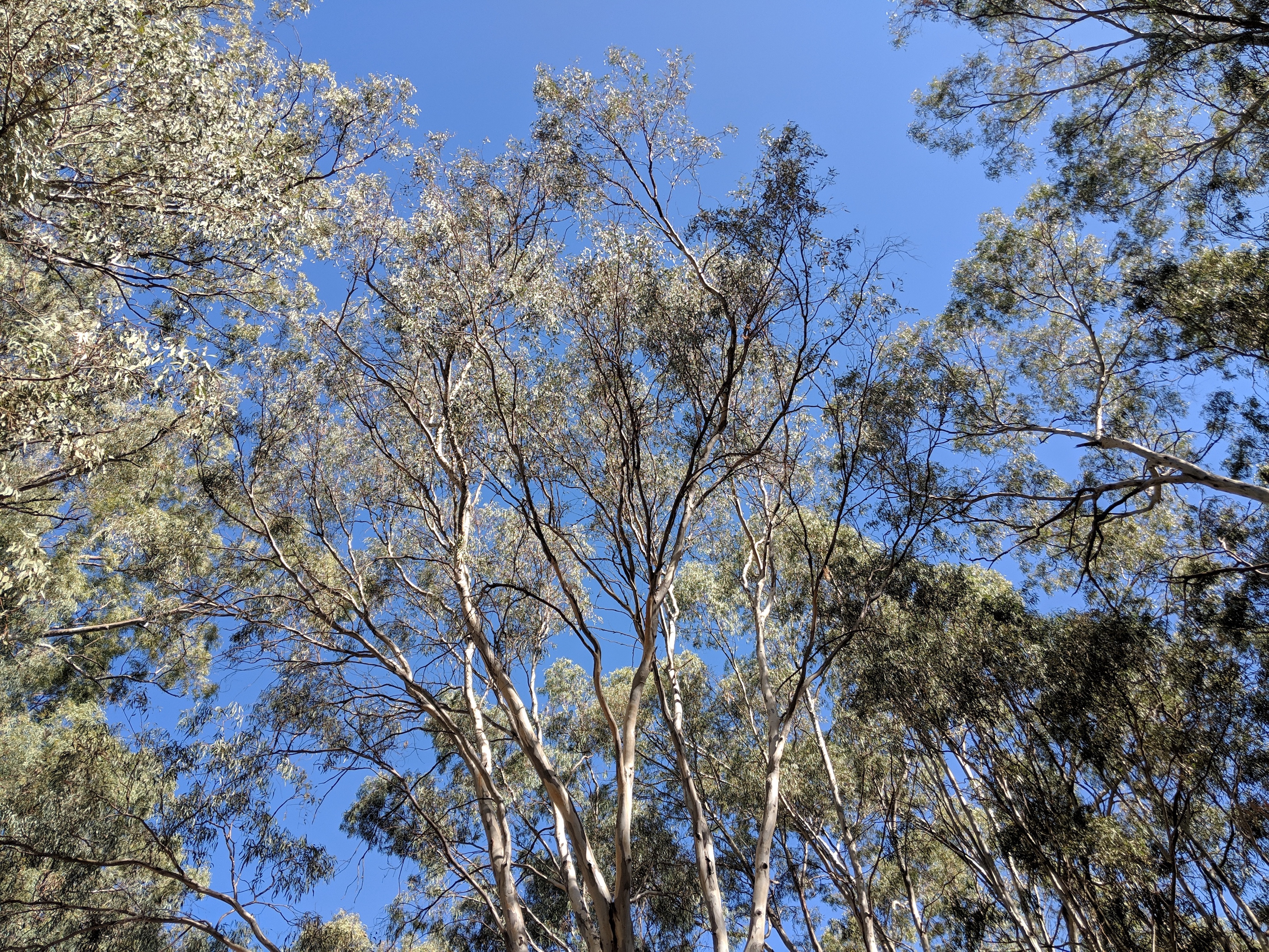 Gumtrees Francis Voon